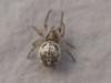 Larinioides sp.